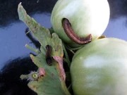 Tomato fruitworm eating unripe tomato