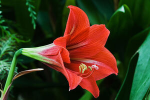 800px-Unidentified Lillium 6648