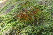 Hornworts are the third group of bryophytes.