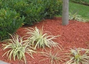 Shredded wood used as mulch. This type of mulch is often dyed to improve its appearance in the landscape.