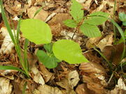 800px-Fagus sylvatica seed 001