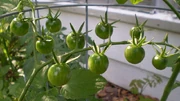 Unripe tomatoes