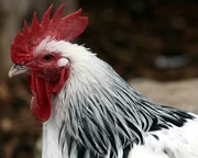 Little Red Rooster...