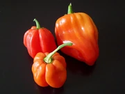 Habanero-Thom