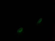 Retro-Active Glow-in-the-Dark.jpg (176 KB) Retro-Active Glow-in-the-Dark