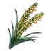 Rice Plant Panicle