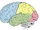 Frontal lobe