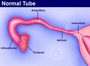 Fallopian tube anatomy