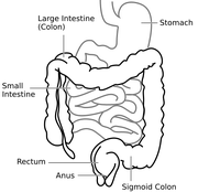 A diagram of the large intestine, courtesy Connormah via Wikipedia