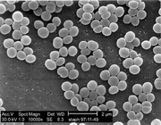 773px-Staphylococcus aureus 01