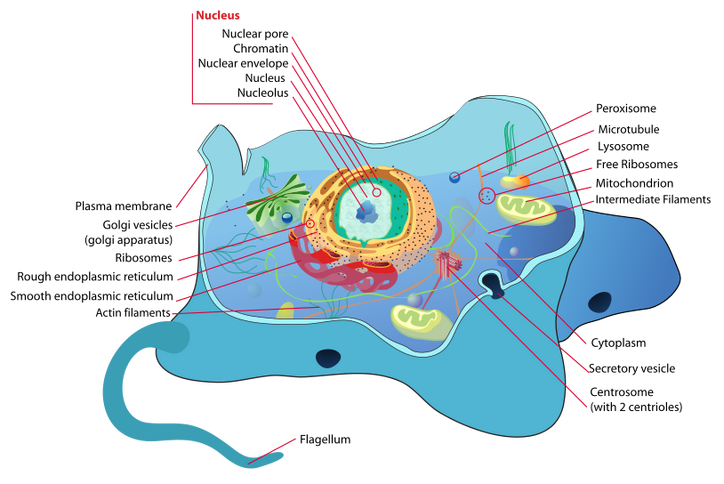 Cell Biology House Wiki Fandom