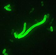 606px-Yersinia pestis fluorescent