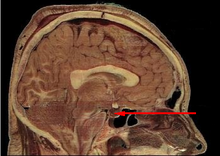 Pituitary gland