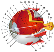 The human eye, via Wikimedia Commons