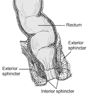 Anorectum