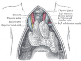 Thymus