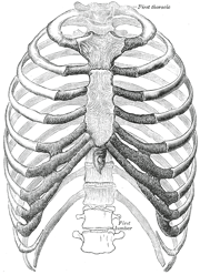 From Gray's anatomy, 1918, via Wikipedia