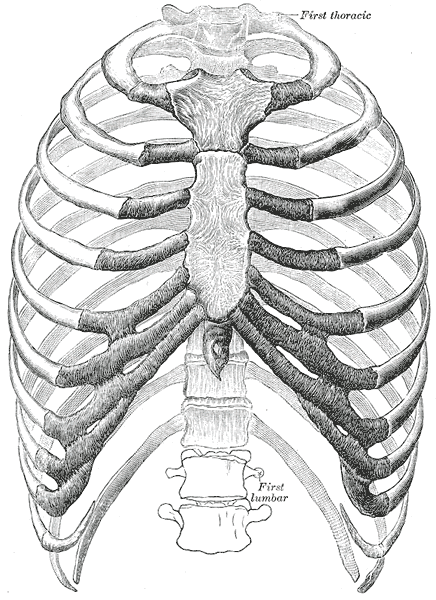 Rib cage: Fascinating facts about body parts