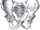 Pelvis