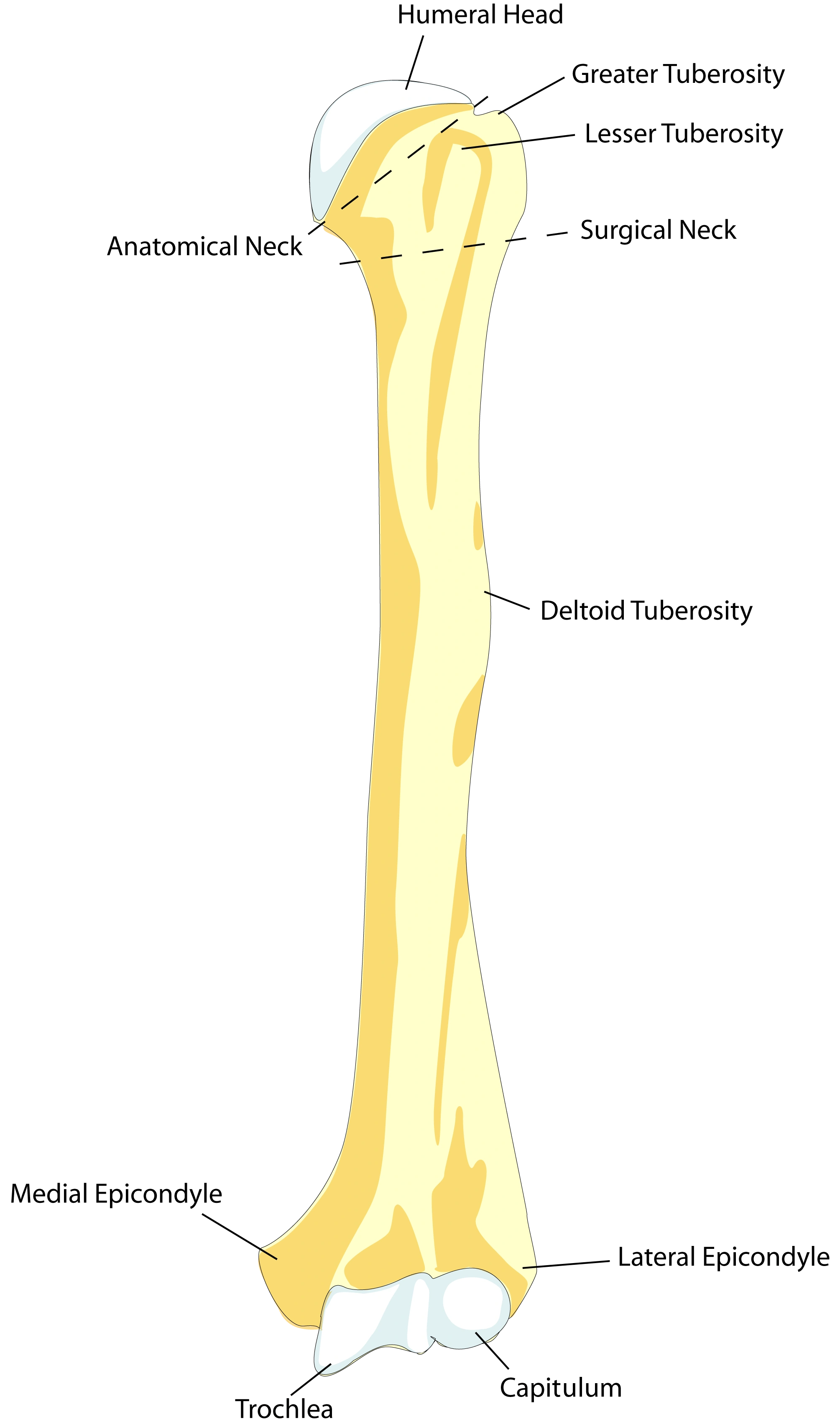 humerus
