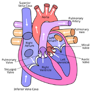 Diagram of the human heart (cropped)