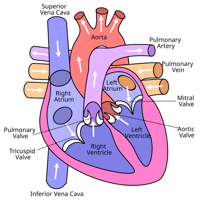 Download Pulmonary Artery House Wiki Fandom