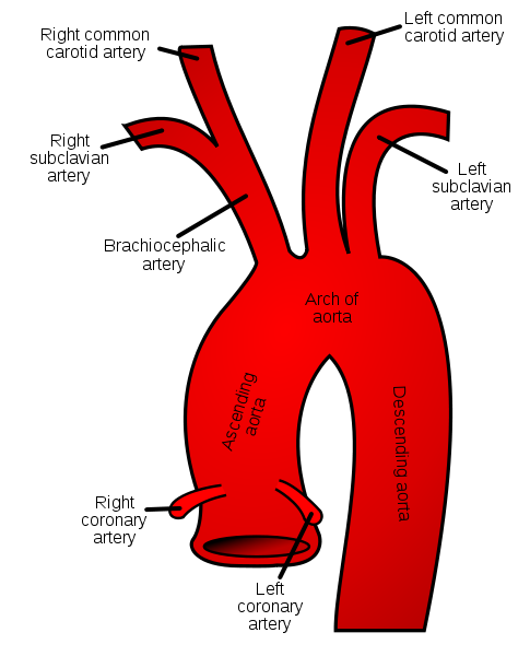 carotid pulse clipart