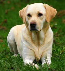 Duchess