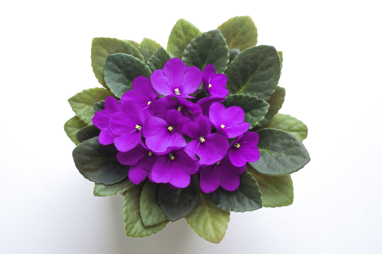 African-violet.jpg