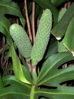 Monstera deliciosa fruits