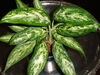 Aglaonema.jpg