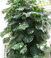 Monstera deliciosa large.jpg