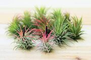 Air Plant