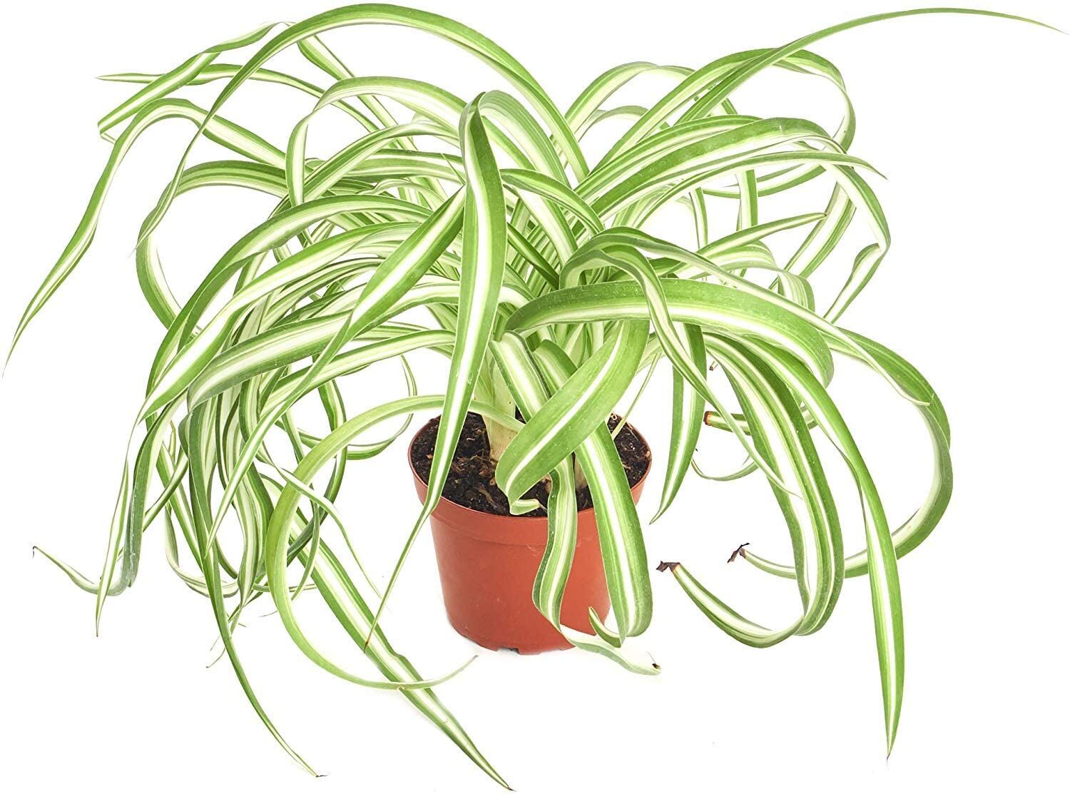 Spider-Plant.jpg