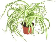 Spider Plant