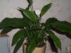 Spathiphyllum