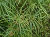 Flowering Cyperus alternifolius.jpg