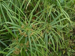 Flowering Cyperus alternifolius