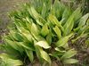 Aspidistra elatior.jpg
