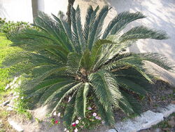 Cycas revoluta