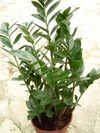 Zamioculcas zamiifolia.jpg
