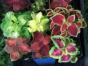 Coleus cultivars