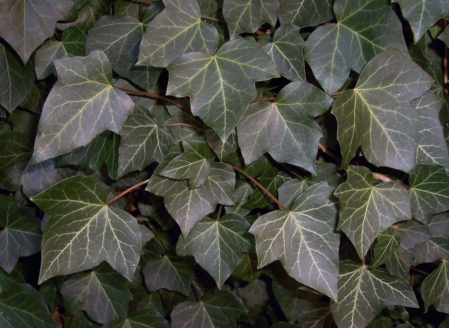 hedera helix | houseplant wiki | fandom