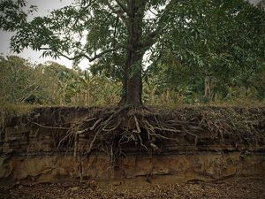 Mangifera indica roots cross section