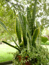 Sansevieria trifasciata