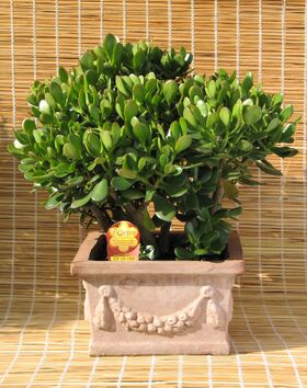 Crassula ovata.jpg