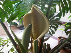 Monstera deliciosa | Houseplant Wiki | Fandom