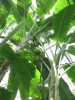 Musa acuminata.jpg