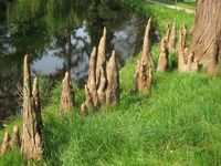 Aerating roots of Taxodium ascendens 'Nutans'