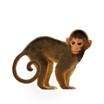 Monkey Wiki